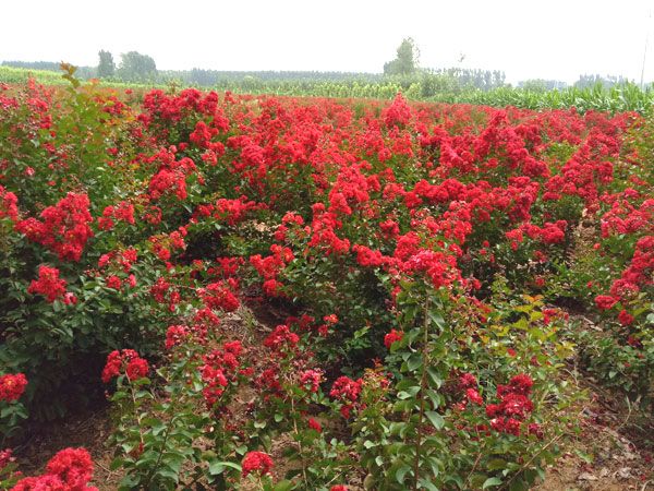 美國紅火箭紫薇