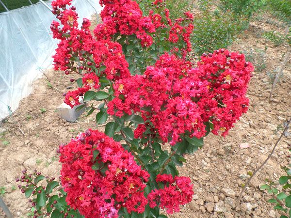 美國紅火箭紫薇