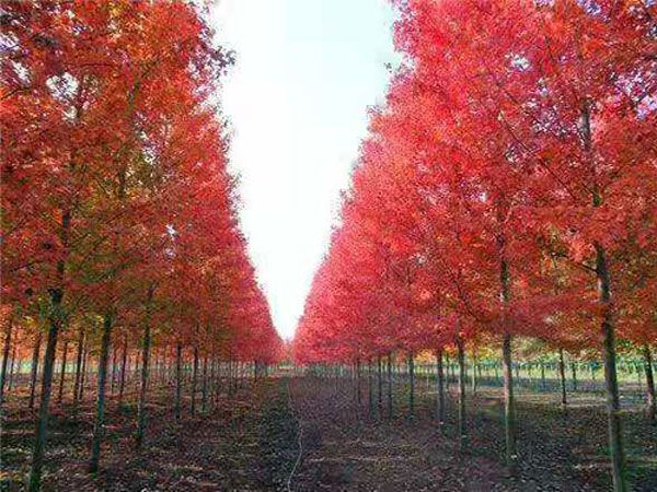 美國紅點紅楓